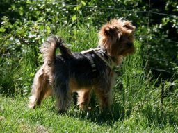 kleines Schaetzchen - Yorki Maedchen Fina