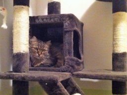 liebe Katzendame Wipsy