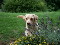 liebe Labradorhündin Nala kleiner