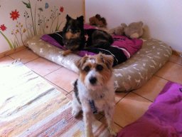 Liebes Hundepaerchen Eros und Lilli