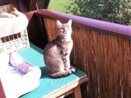 liebes Katzenmädchen Gini