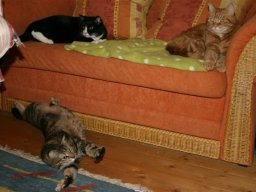 Lory_Leo_und_Rudi