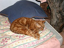 Maugi