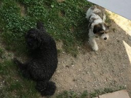 Mischlingspaerchen Cesar und klein Lilly