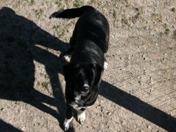 Mischlingsruede Buddy