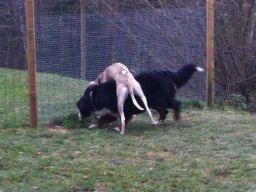 Nelli_und_Chiron