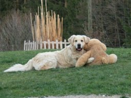 Retriever_Ramses