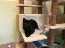 Romeo_1