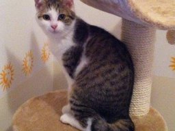 SÃ¼ÃŸe_Puppe_EKH_Katze_Leonore