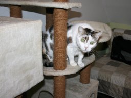 sanfte EKH Katze Joy - Kopie