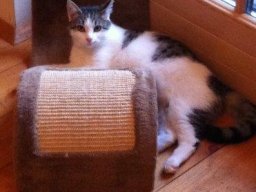Schmuse_EKH_Kater_Dorian