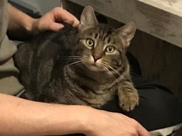 Sehr gemütlicher und lieber Kater Leo 