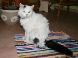 Seniorkater_Nanny