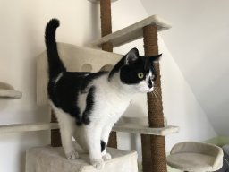 Suesser_EKH_Kater_Charly