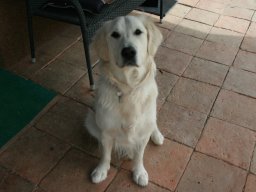 super_braves_und_freundliches_Golden_Ret._Maedchen_Vaiana