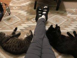 super liebes Katzenpärchen Zorro und Simba kleiner