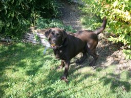 unkomplizierter lieber Labradorrüde Karlos kleiner