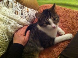 verschmuster Kater Luis