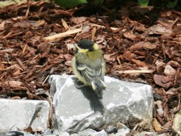 vogelfamilie