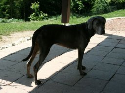 Weimaranerhuendin_Luna_neu