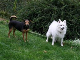 zwei tolle Hunde - Mischlindsruede Pauli und Jap Kleinspitz Ruede Stanley