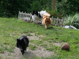 Zwergspitztrio_Schiwi_Ella_und_Kitty