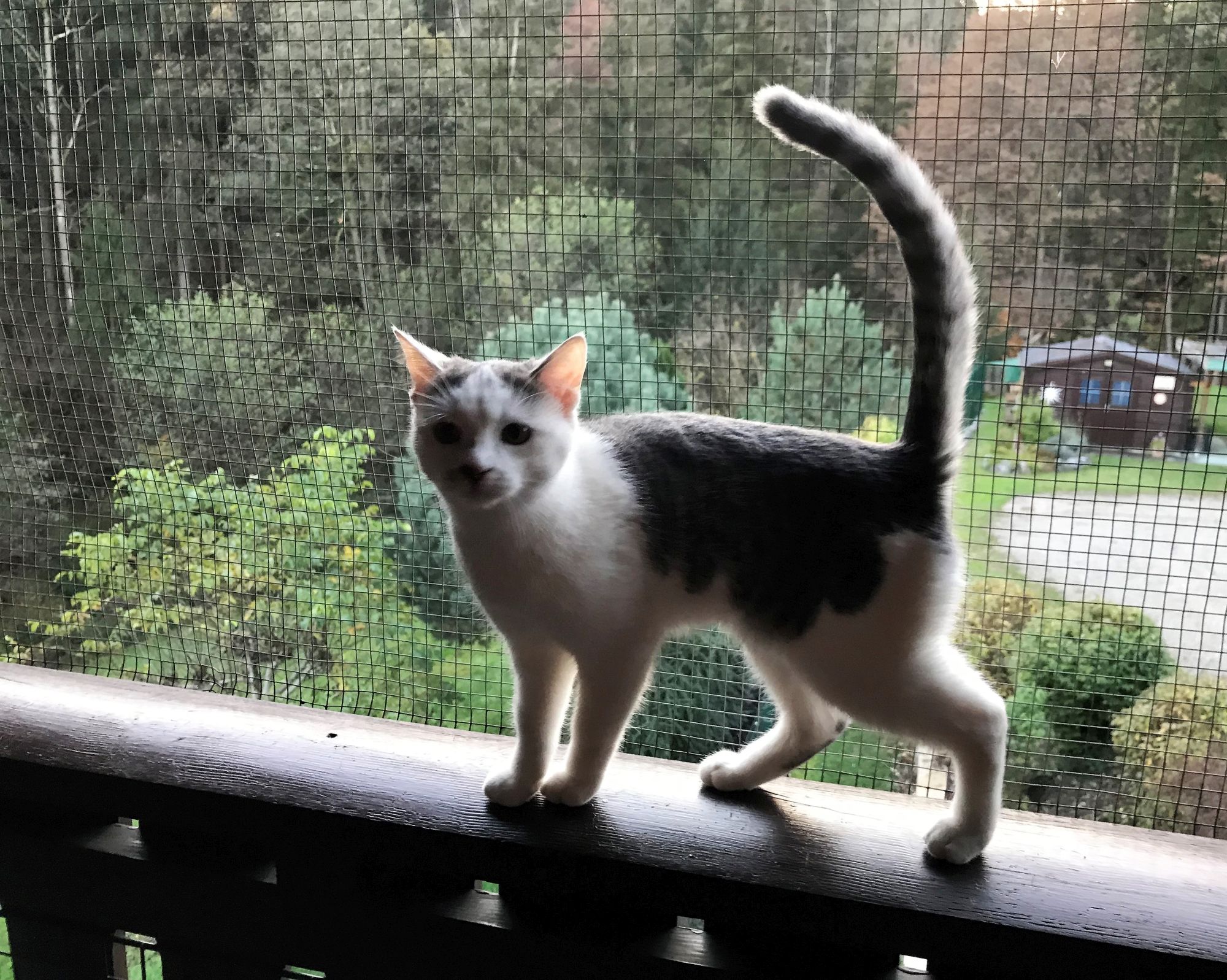 Gastkatze „Suzy“ aus Kroatien.