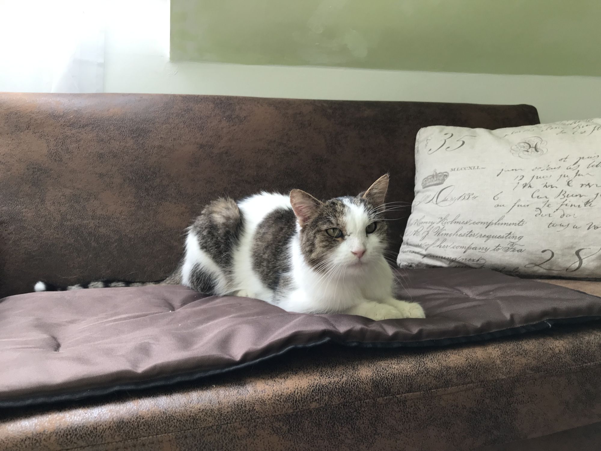 EKH Kater "Yoyo"