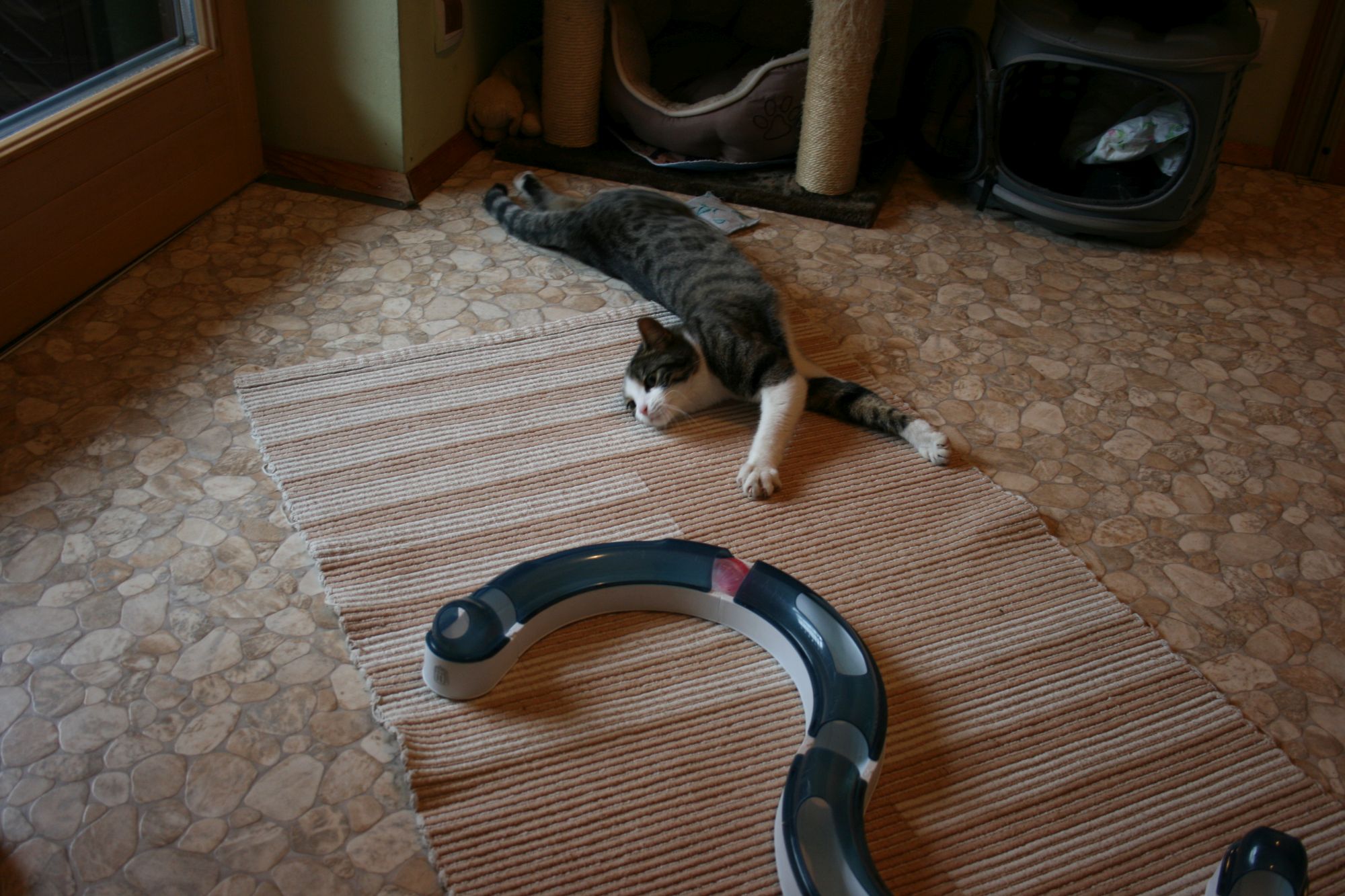 Katzengäste "Laili", "Loki", "Obelix"