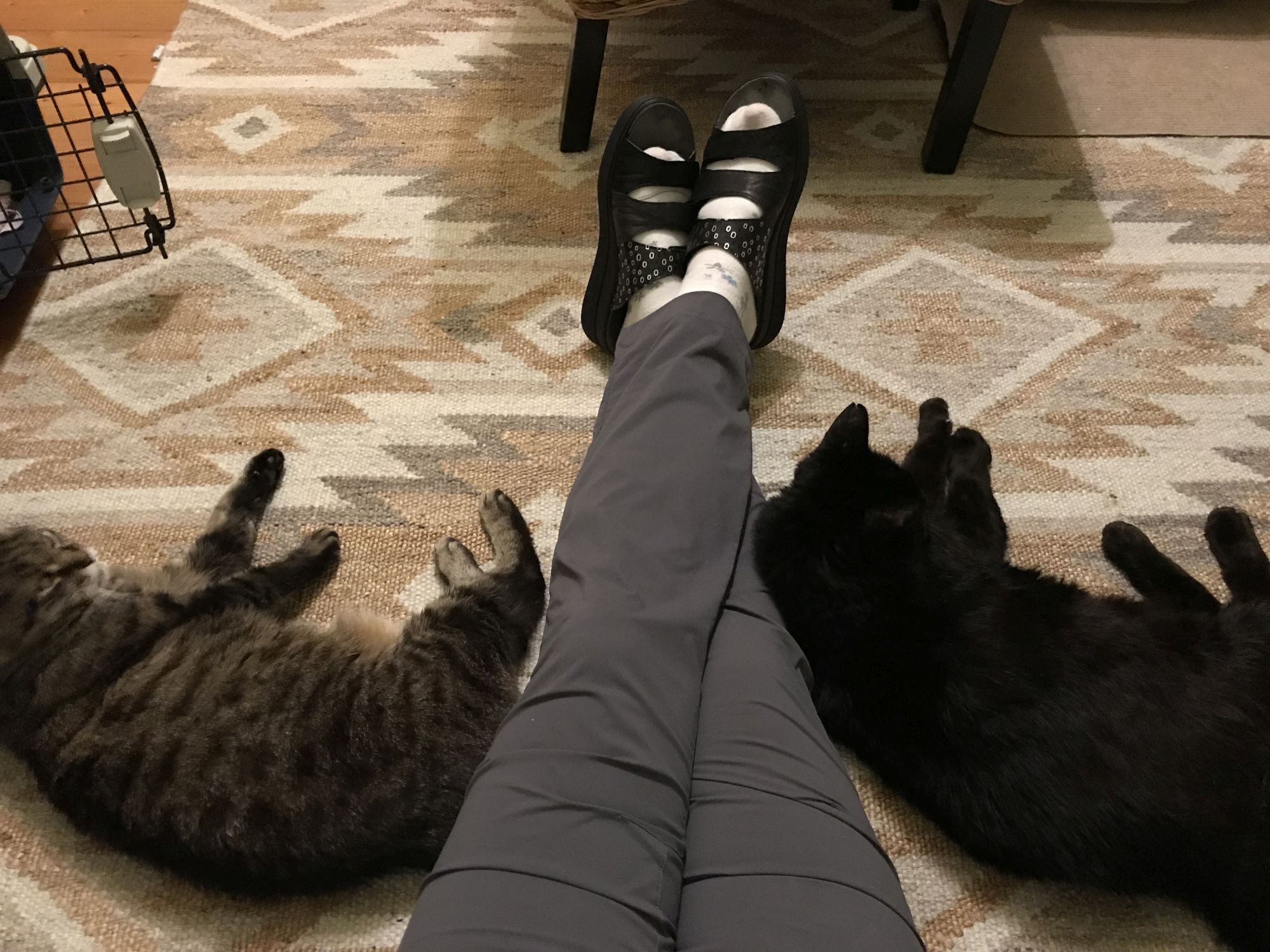 EKH Kater "Zorro" und EKH Katze "Simba"