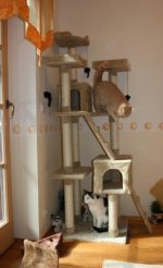 Katzensuite