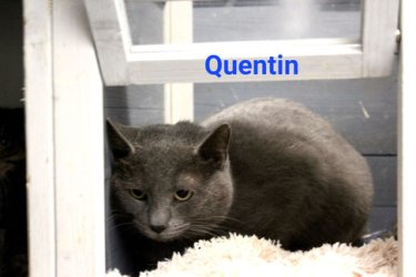 Der Kater Quentin