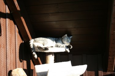 Katze liegt auf dem Balkon auf ihrem Kratzbaum