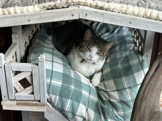 Katze liegt auf dem Balkon in ihrem Häuschen