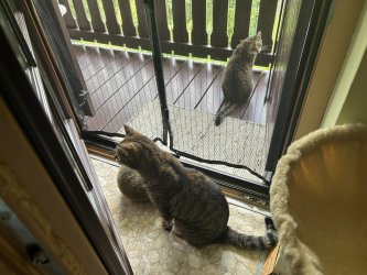 Katzen schaut durch das Balkongeländer