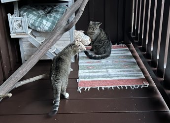 Liebes Pärchen Smoky und Chipsy genießen es auf dem Balkon