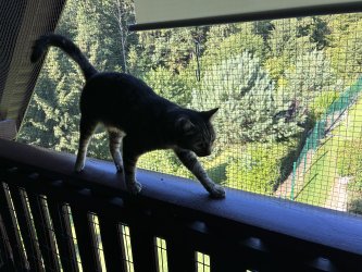 aufgeweckte entzückende EKH Katze Puppi auf dem Balkongeländer